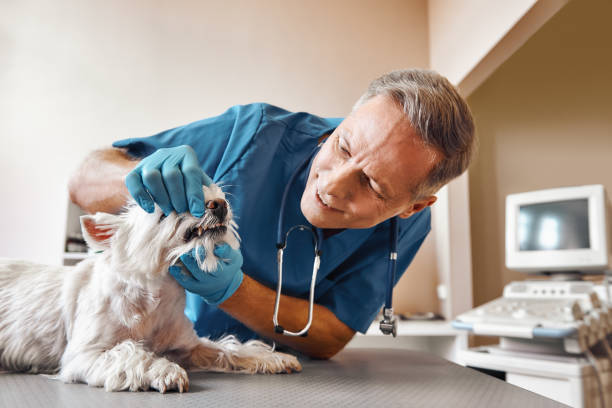 Best Same-Day Emergency Dental Services in Pumpkin Center, NC